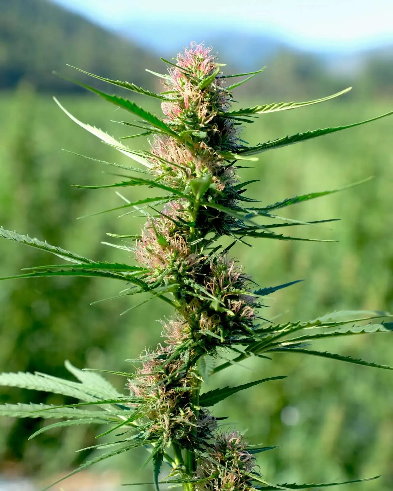 cannabis bud fox tail cbd