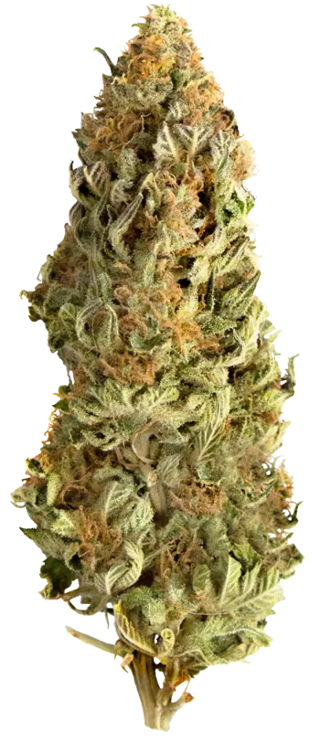 cannabis cbd california haze