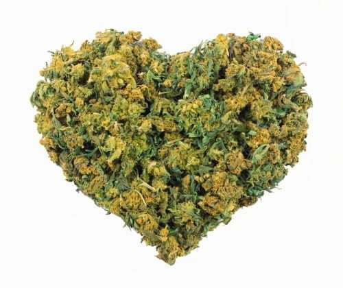 cbd oil pain relief cannabis heart